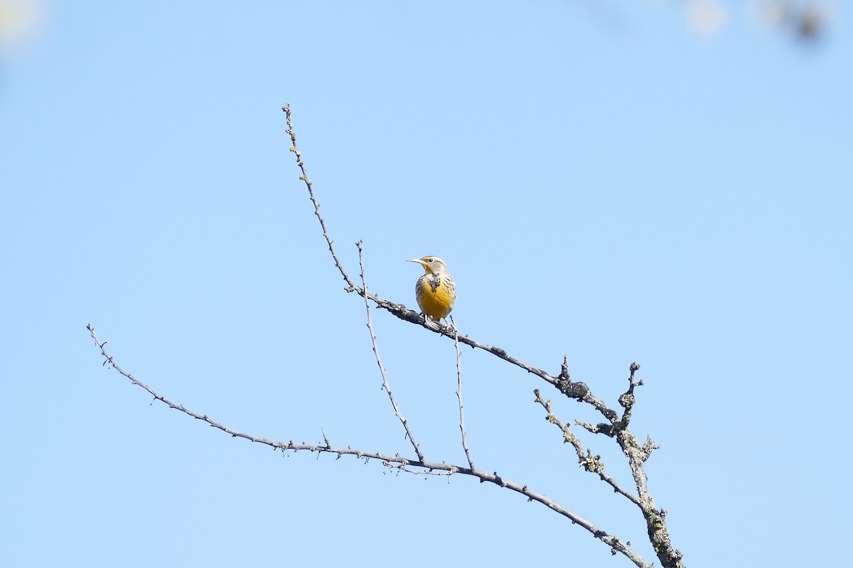 Western Meadowlark - ML376897551