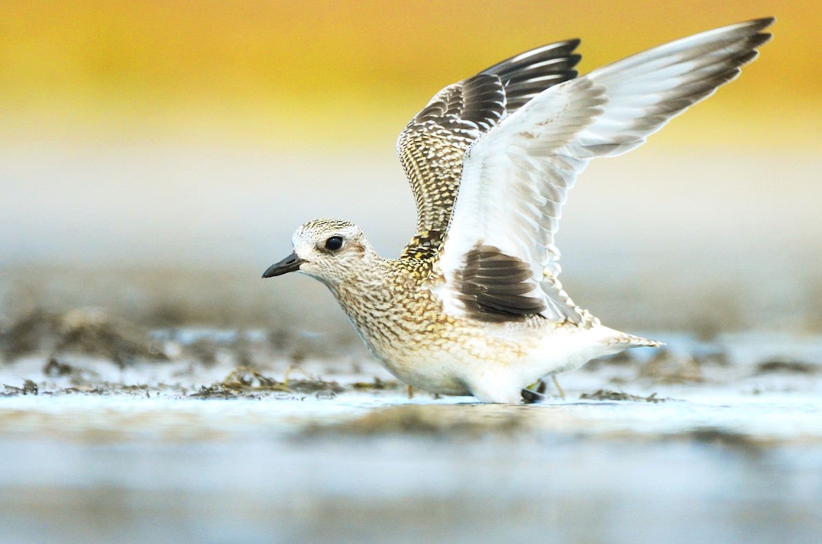 Black-bellied Plover - ML376899031