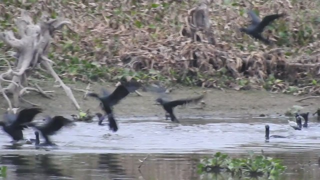 Cormorán sp. - ML376899711