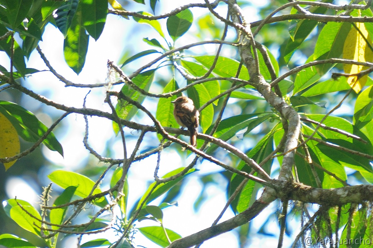 Cinnamon Flycatcher - ML376900521