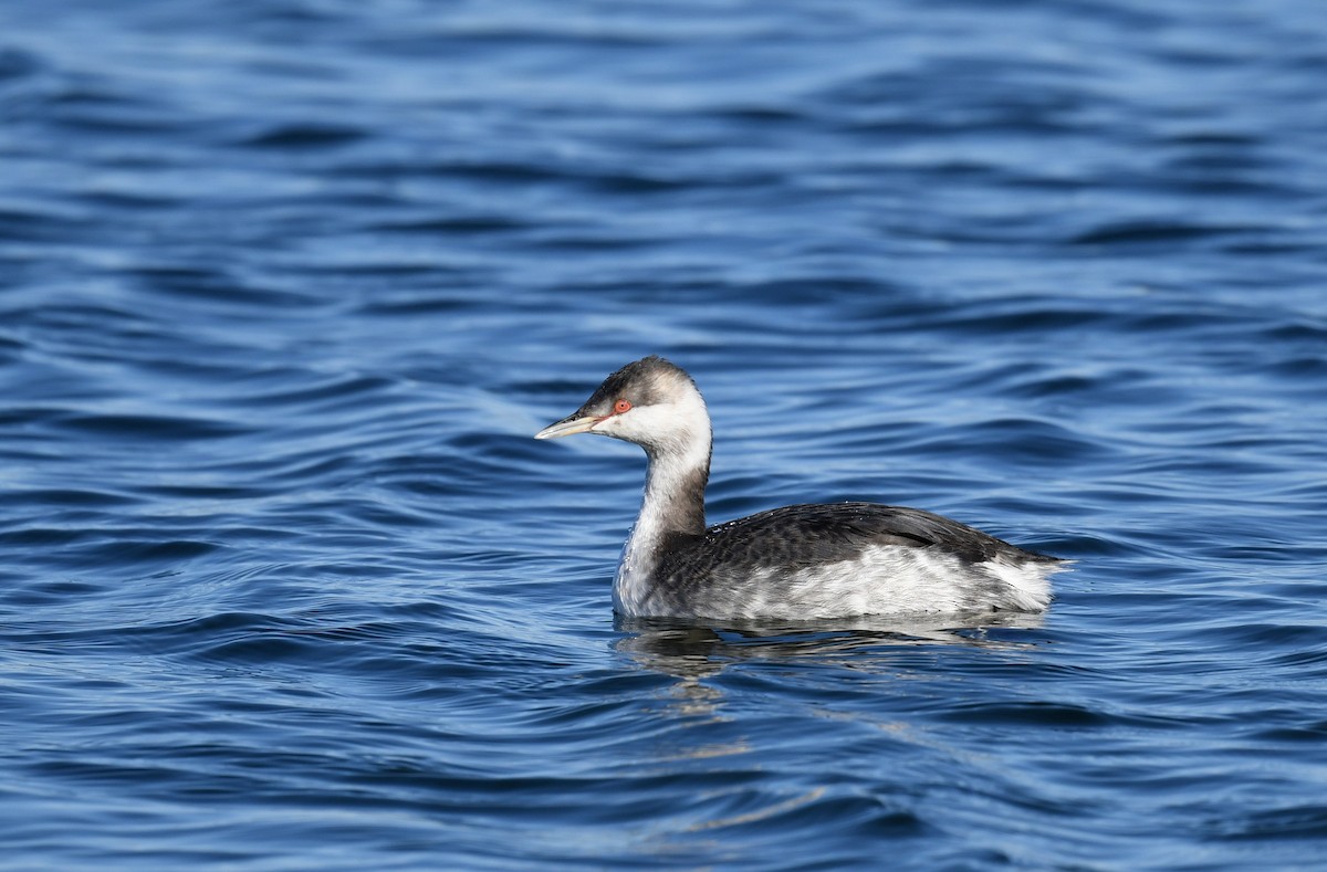 Horned Grebe - ML376900911