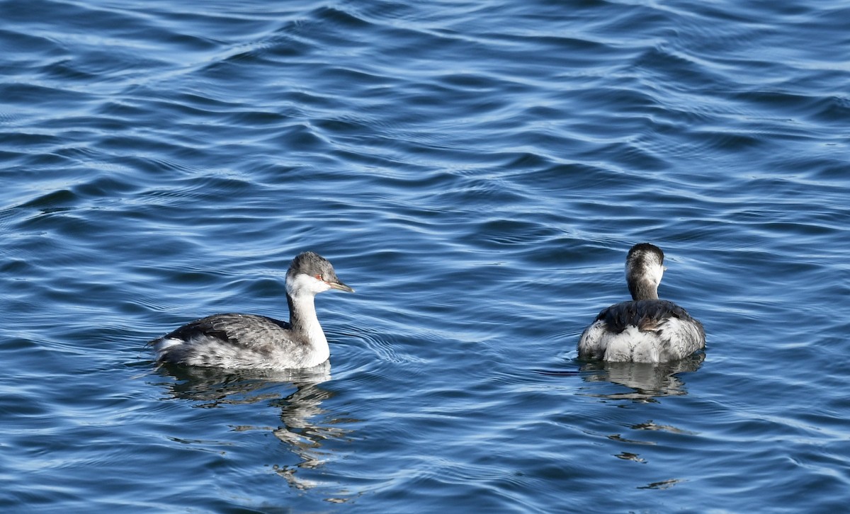 Horned Grebe - ML376900961