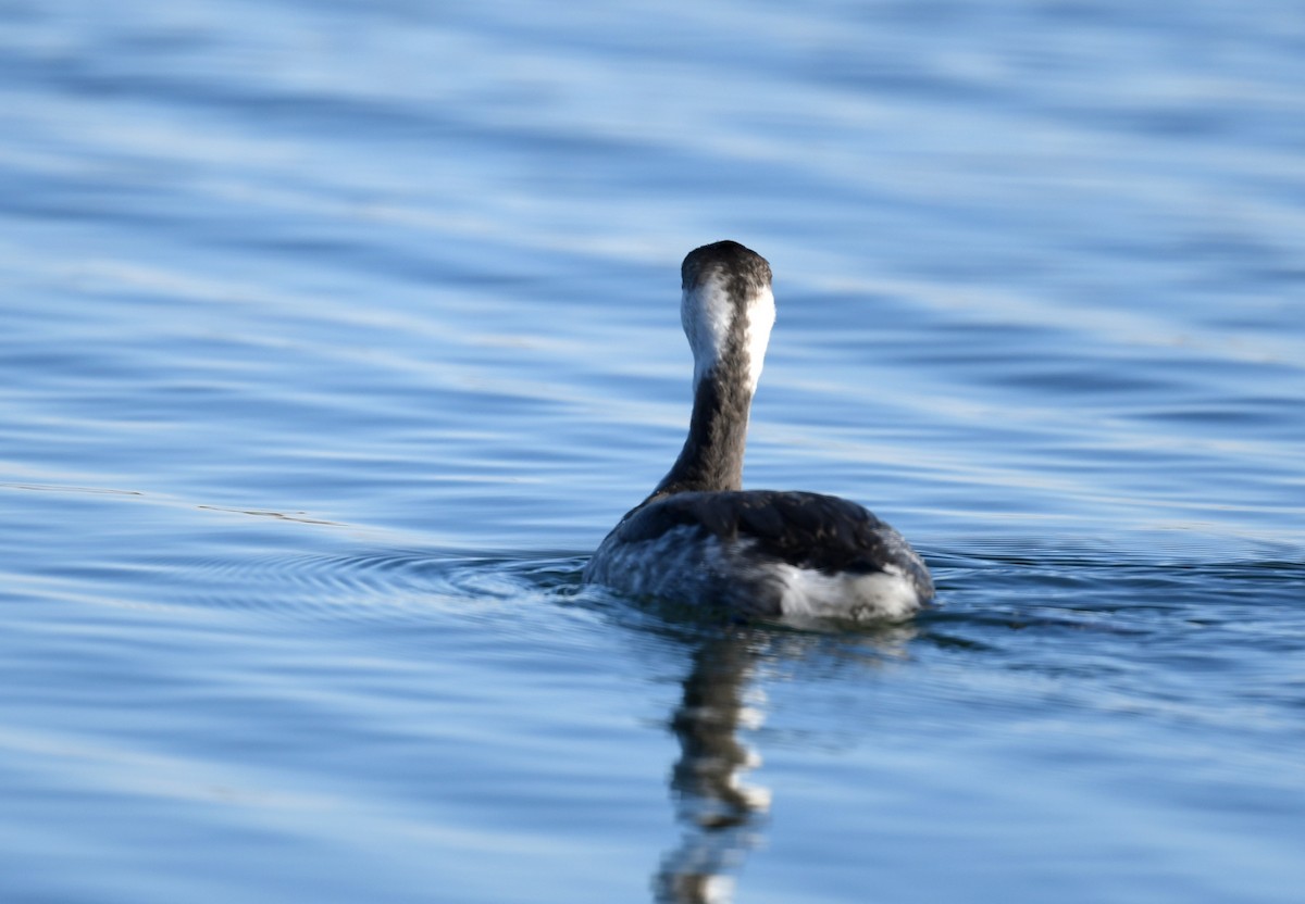 Horned Grebe - ML376901371