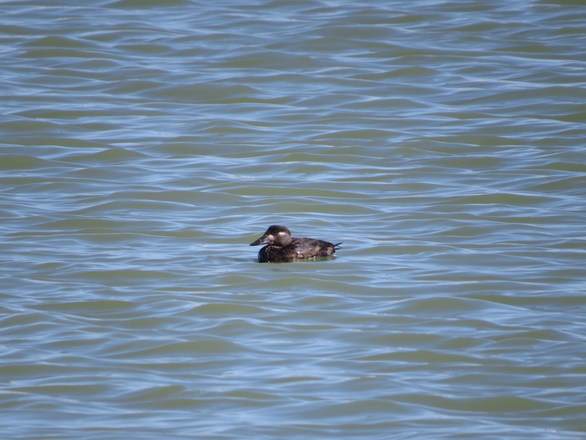 Surf Scoter - ML37690171