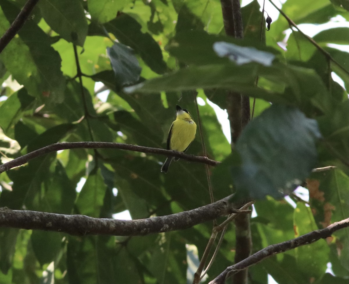 Yellow-browed Tody-Flycatcher - ML376902131