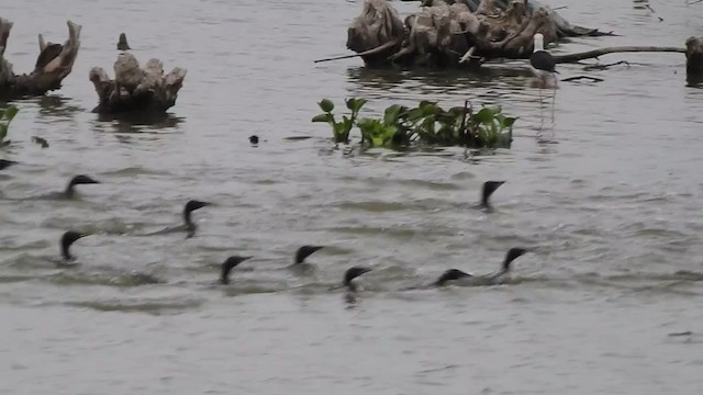 Cormorán sp. - ML376902441