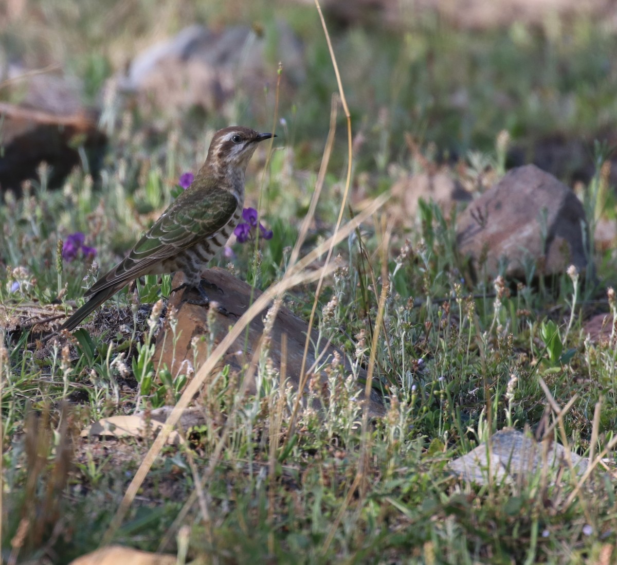 Horsfield's Bronze-Cuckoo - ML376903021