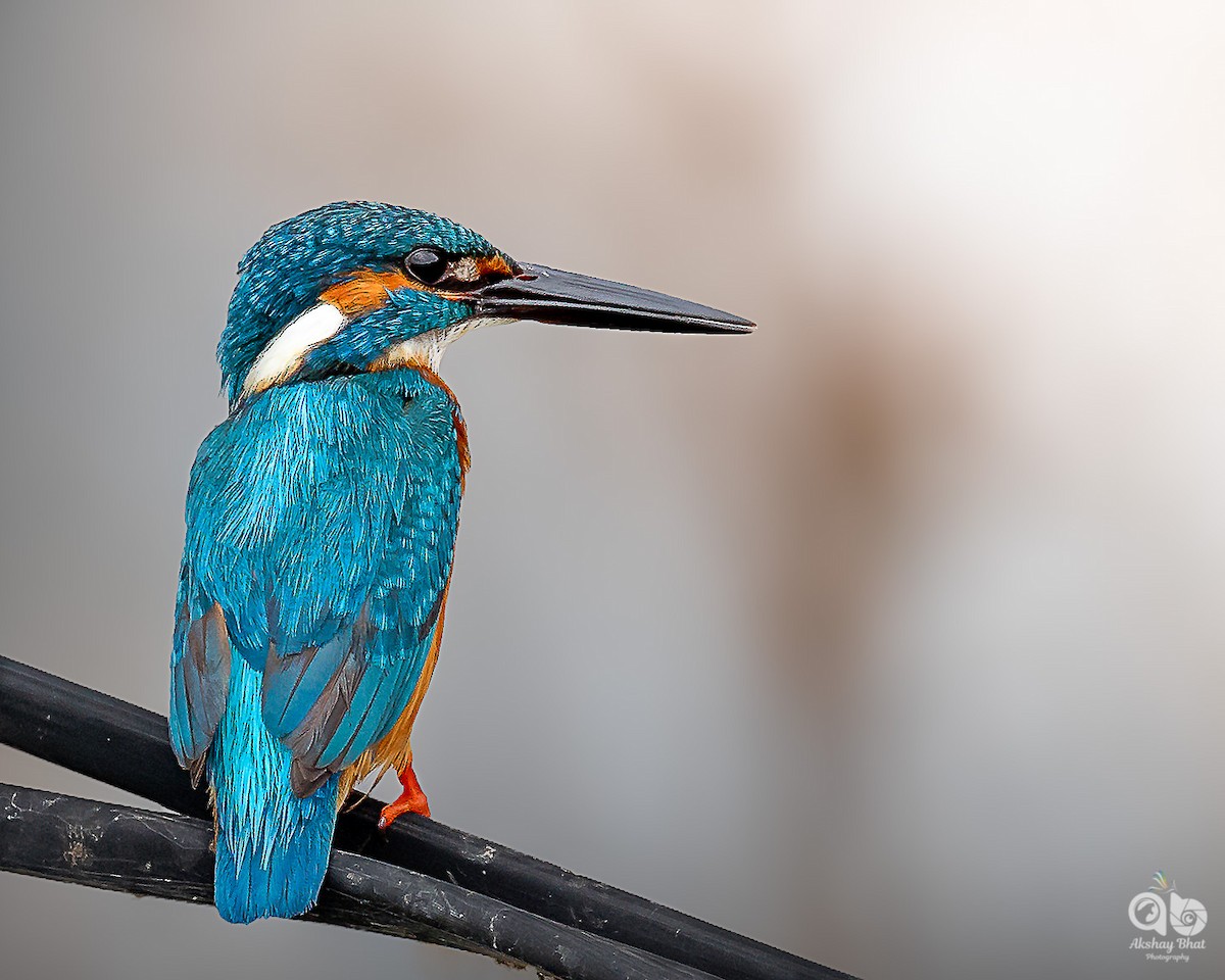 Common Kingfisher - Akshay Bhat