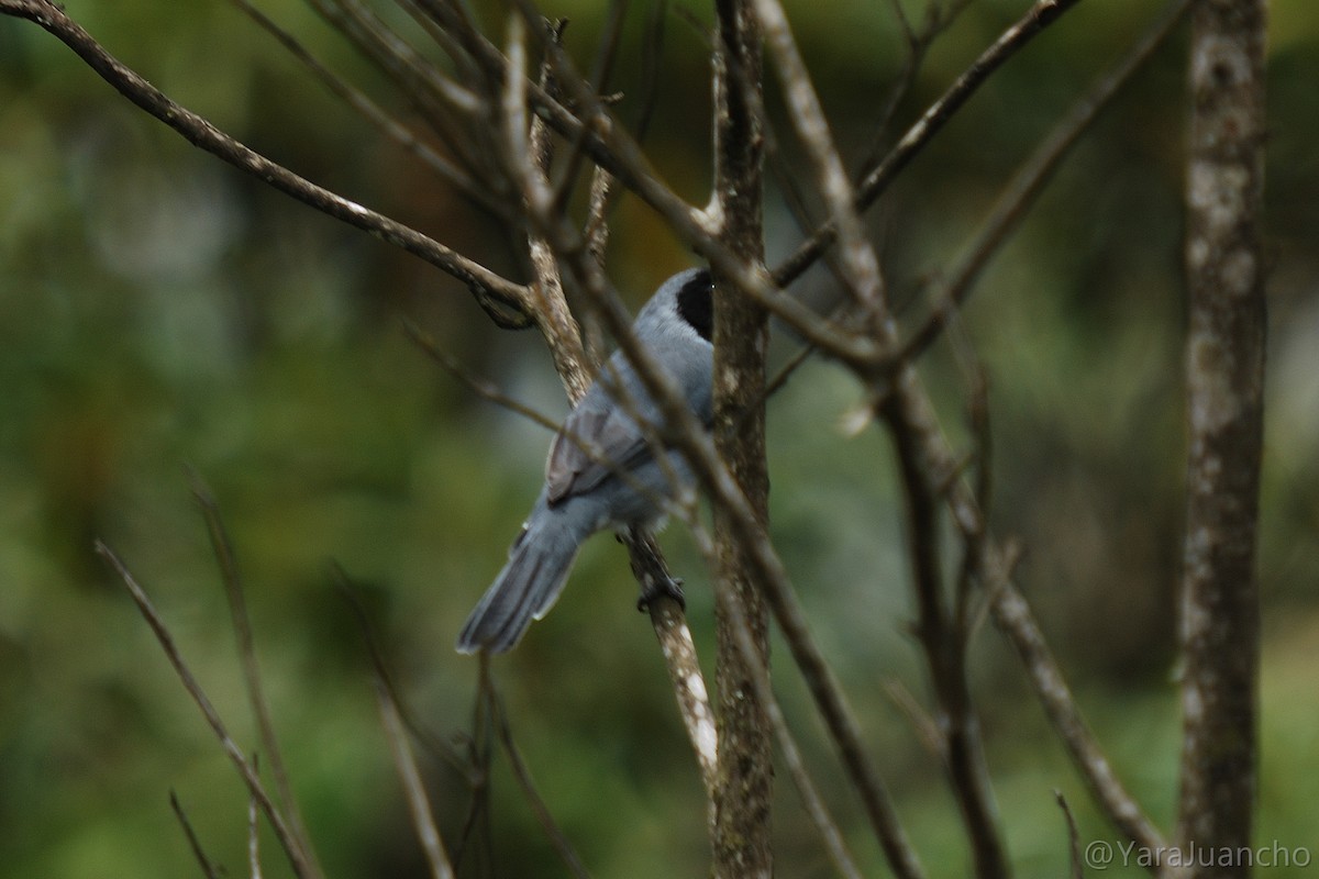 Black-faced Tanager - ML376904531