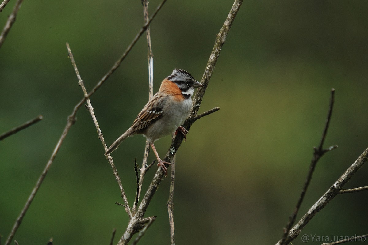Rufous-collared Sparrow - ML376904701