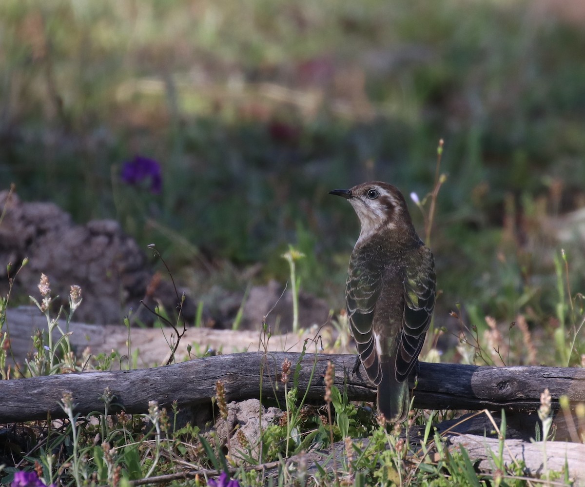 Horsfield's Bronze-Cuckoo - ML376904851