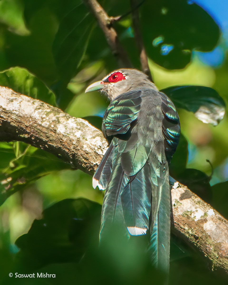 Green-billed Malkoha - ML376907991