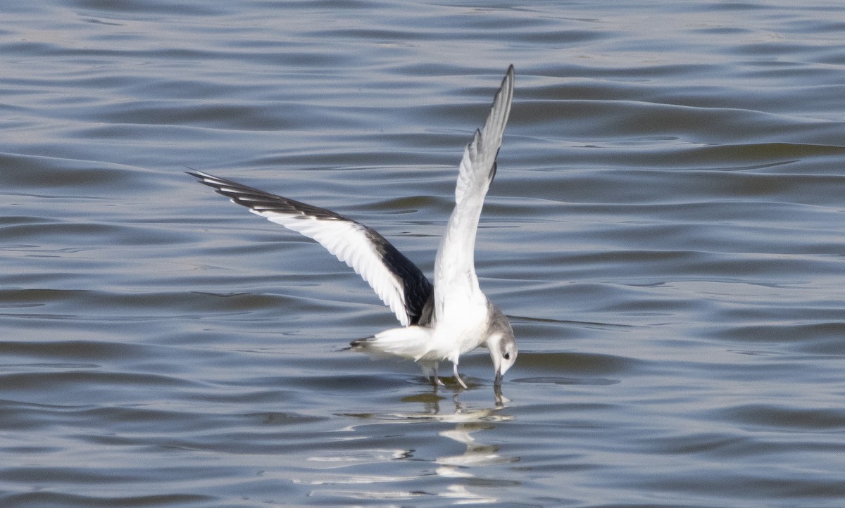 Gaviota de Sabine - ML376908921