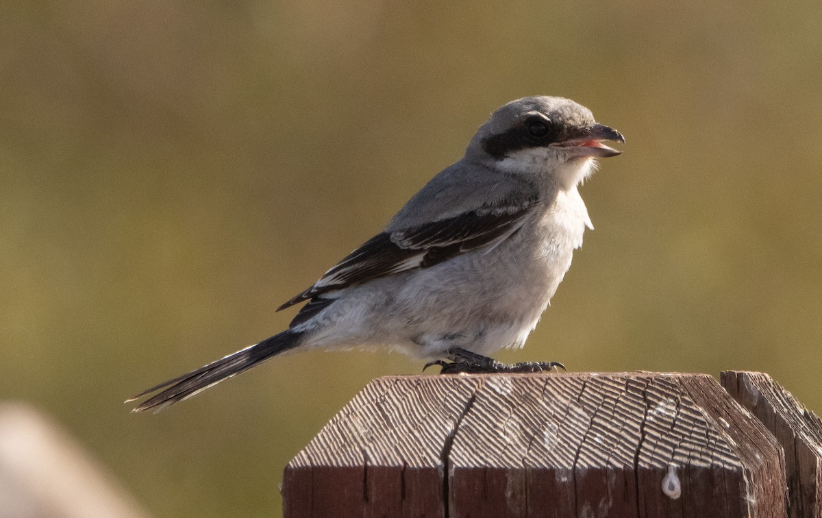 Pie-grièche migratrice - ML376909081