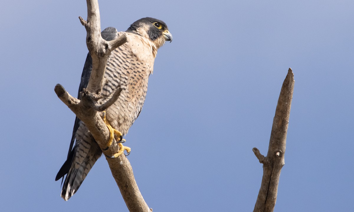 Peregrine Falcon - ML376909121