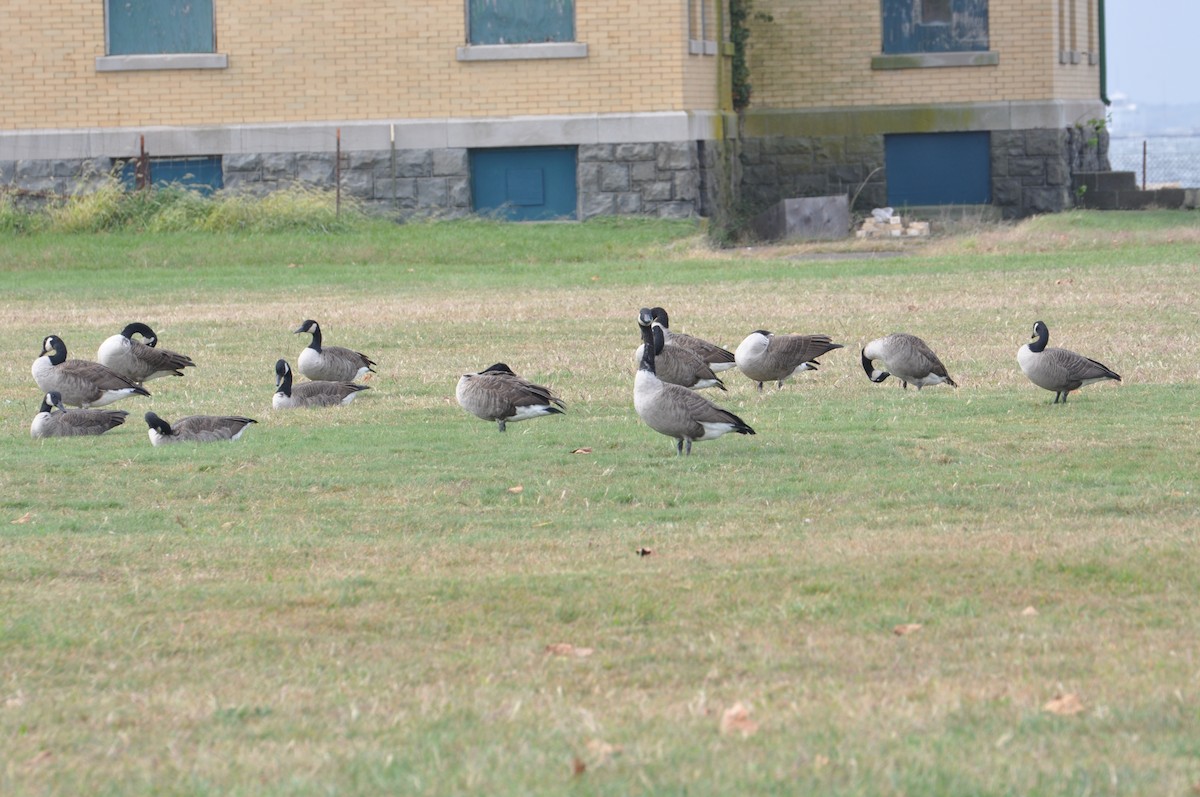 Canada Goose - ML376909491