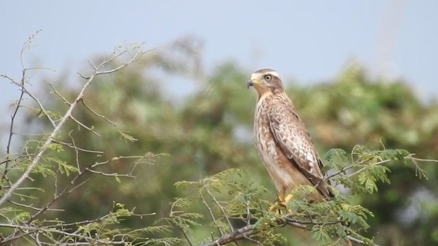 White-eyed Buzzard - ML376912021