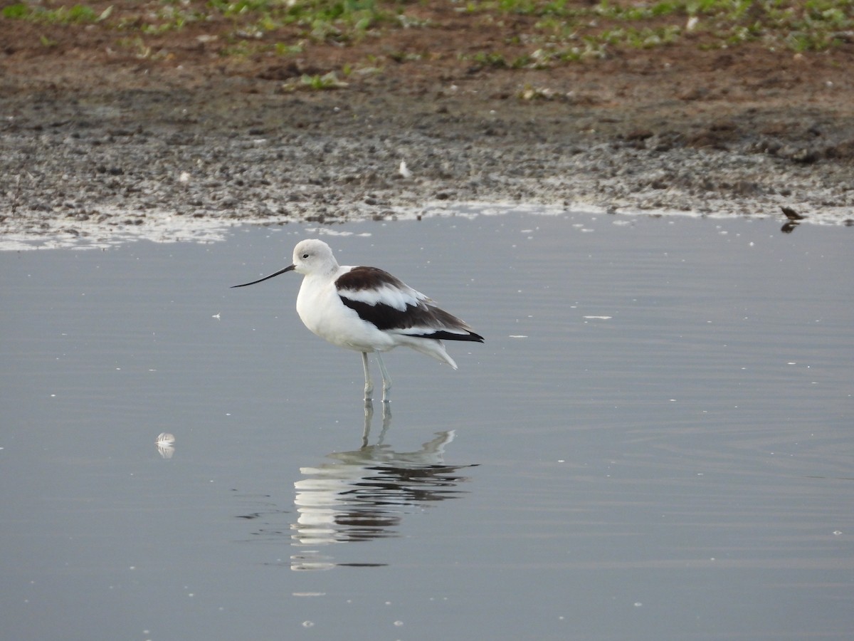 Avoceta Americana - ML376913001