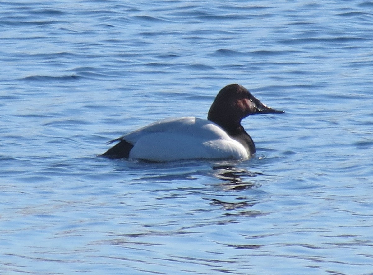 Canvasback - ML37691391