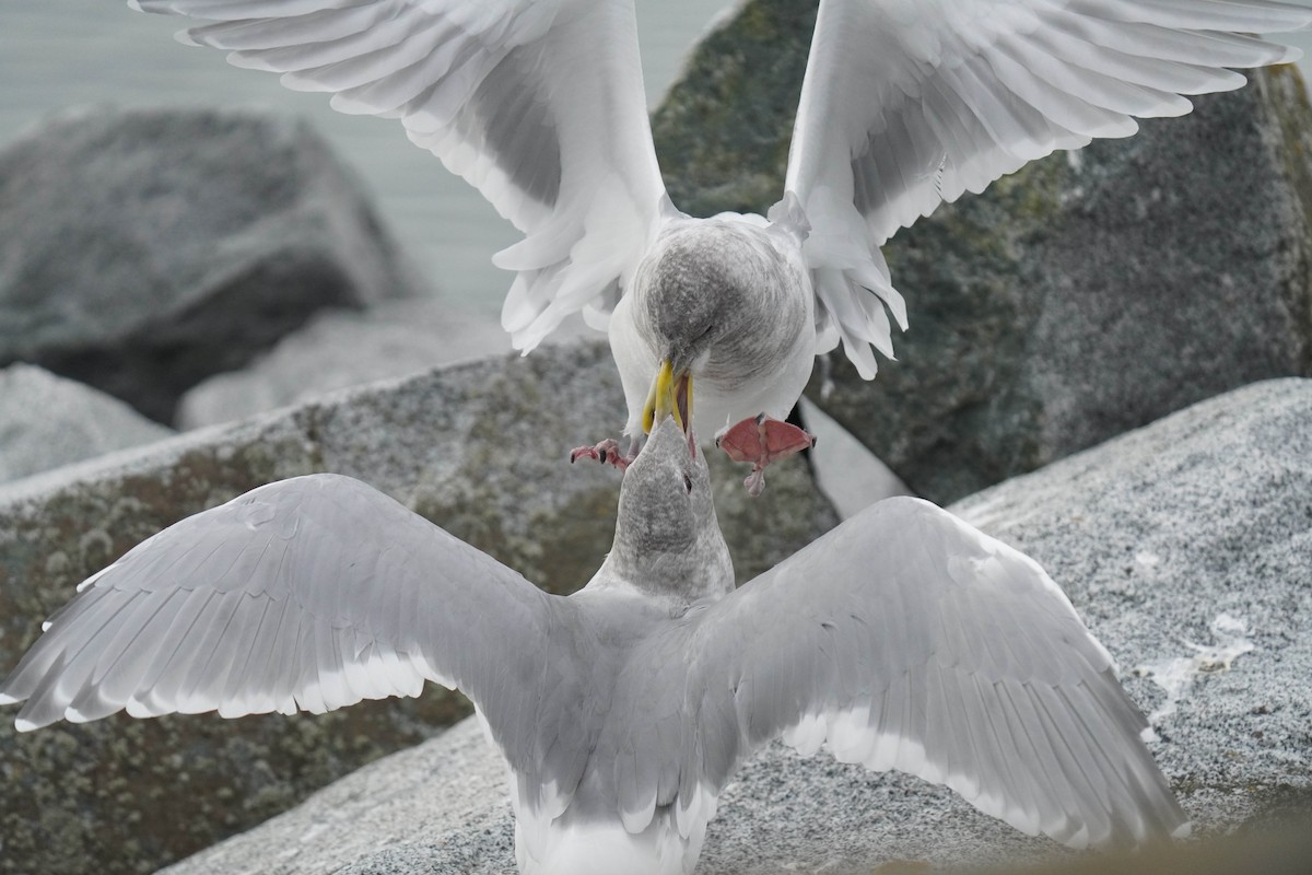 Glaucous-winged Gull - Sabine Jessen
