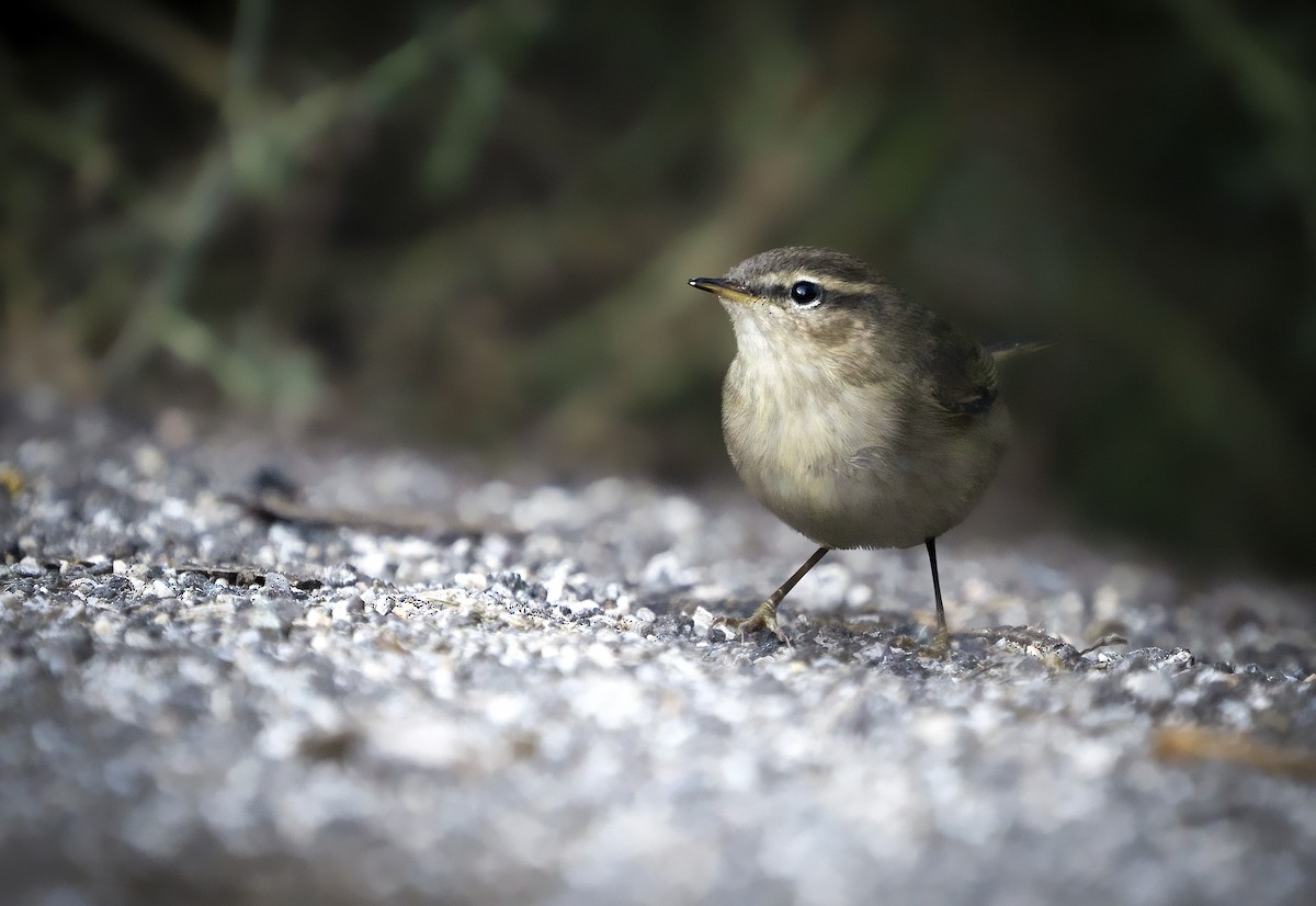 Dusky Warbler - ML376914941