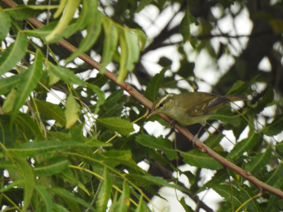 tanımsız Phylloscopus sp. - ML376915151