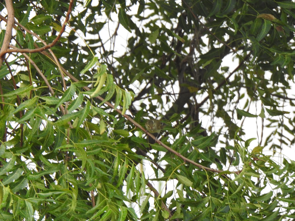 tanımsız Phylloscopus sp. - ML376915171