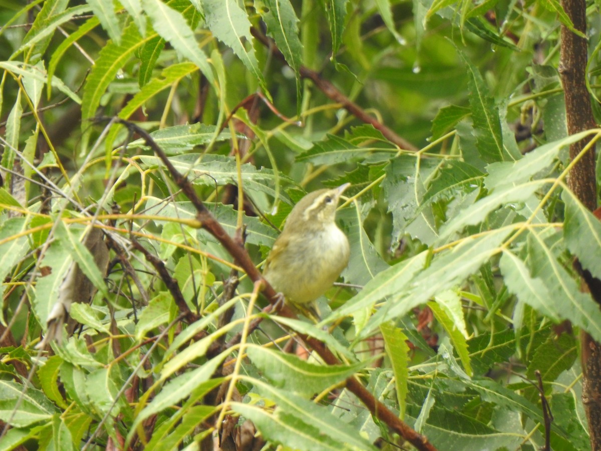 Phylloscopus sp. - ML376915201