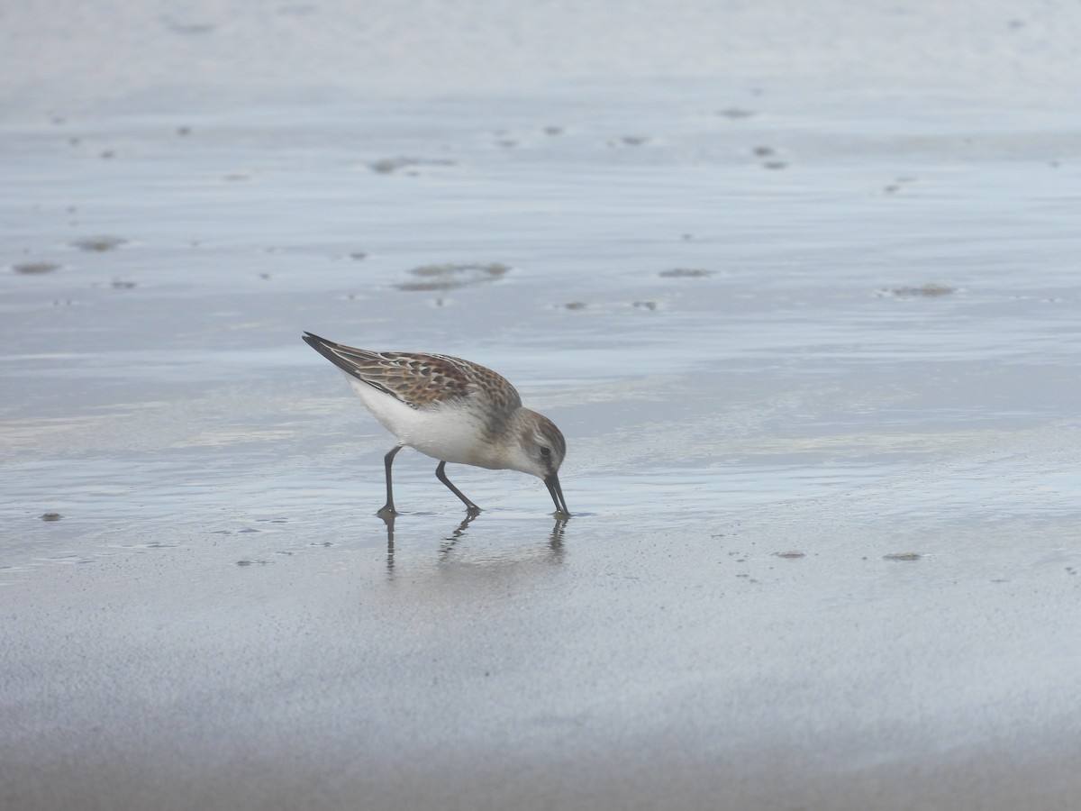 Western Sandpiper - ML376916071