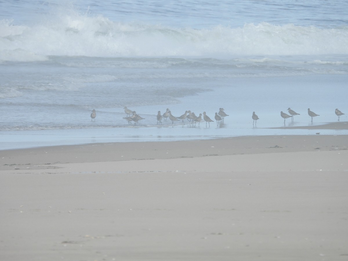 Black-bellied Plover - ML376916241