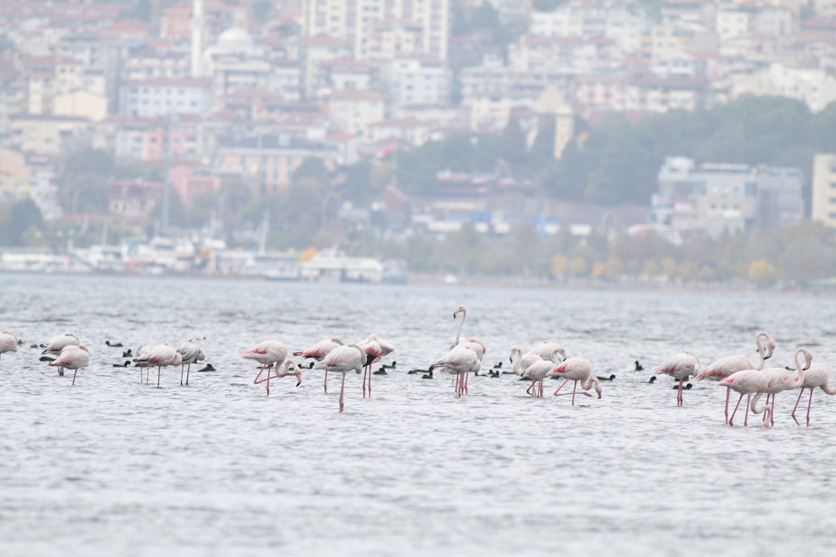 Greater Flamingo - ML376916421