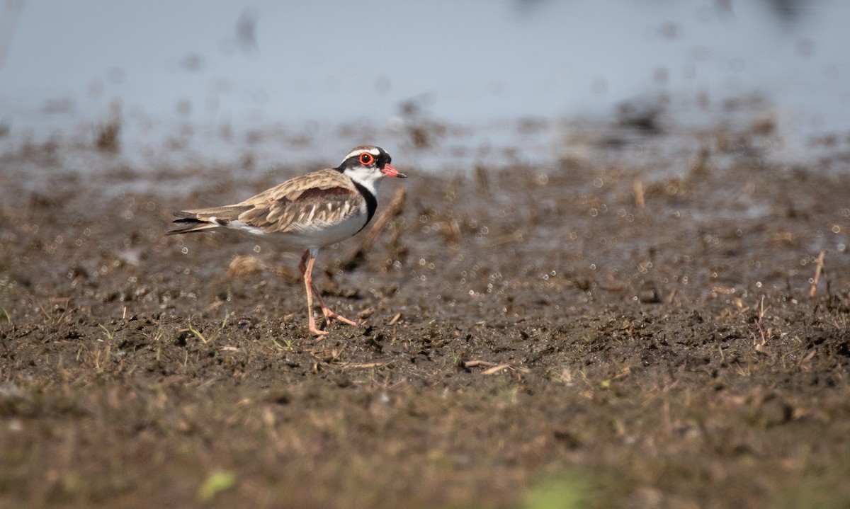 Black-fronted Dotterel - Tanya Hattingh