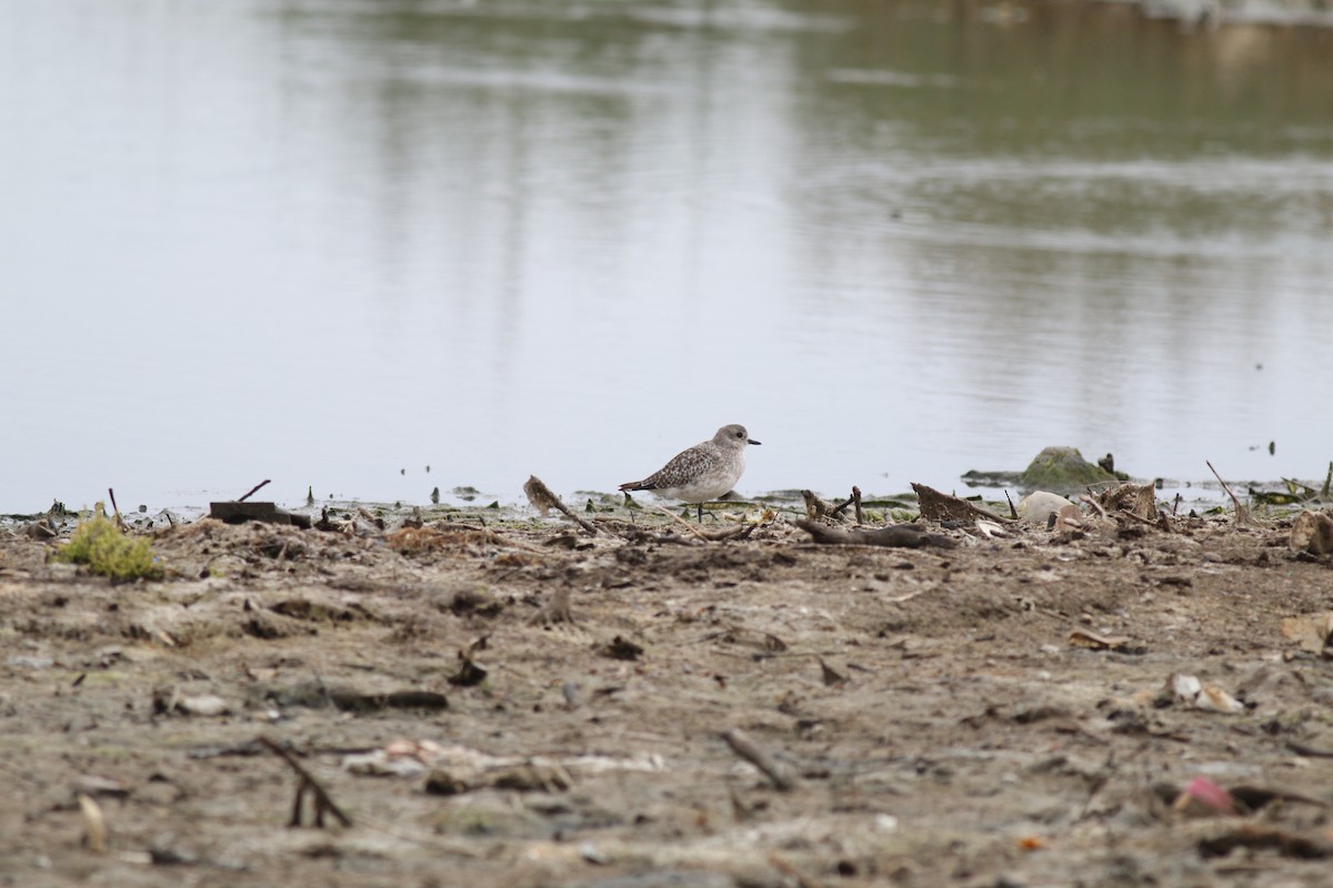 Black-bellied Plover - ML376916691