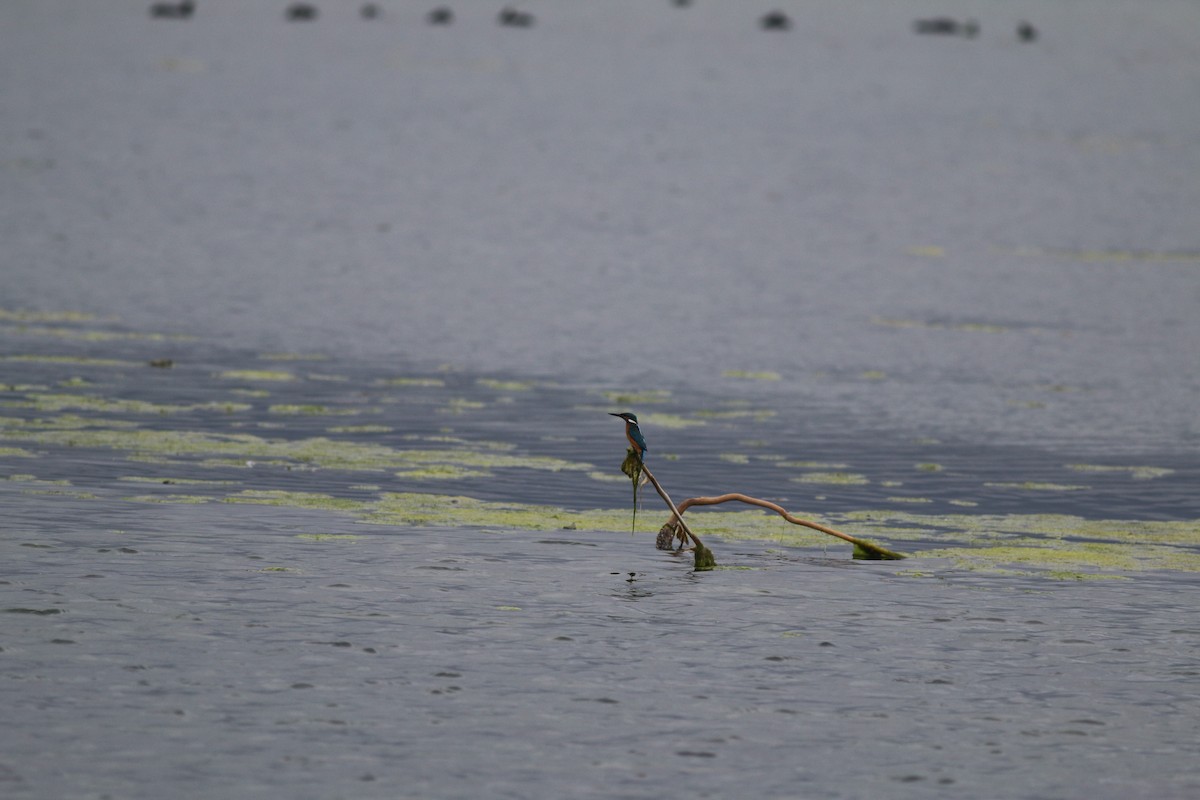 Common Kingfisher - ML376916711