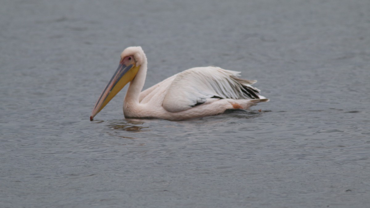 Great White Pelican - ML376916721