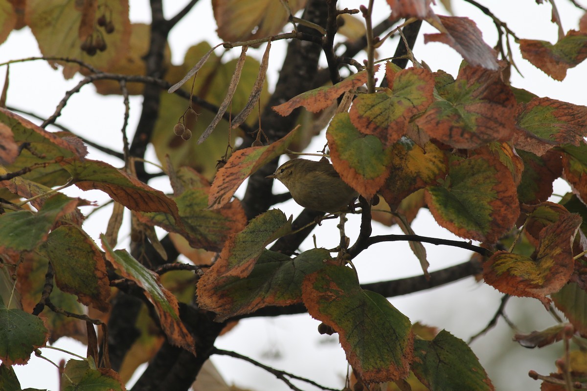 Common Chiffchaff - ML376916801