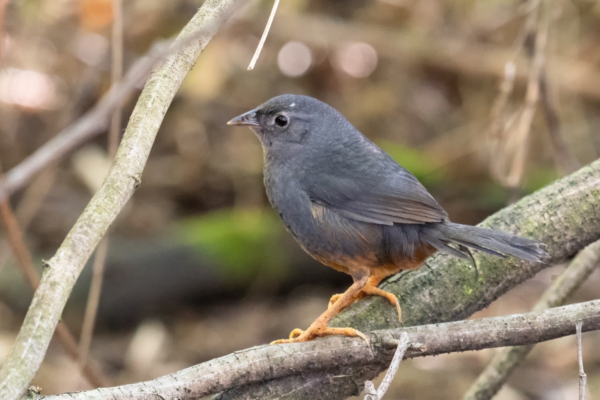 Ochre-flanked Tapaculo - ML376917771