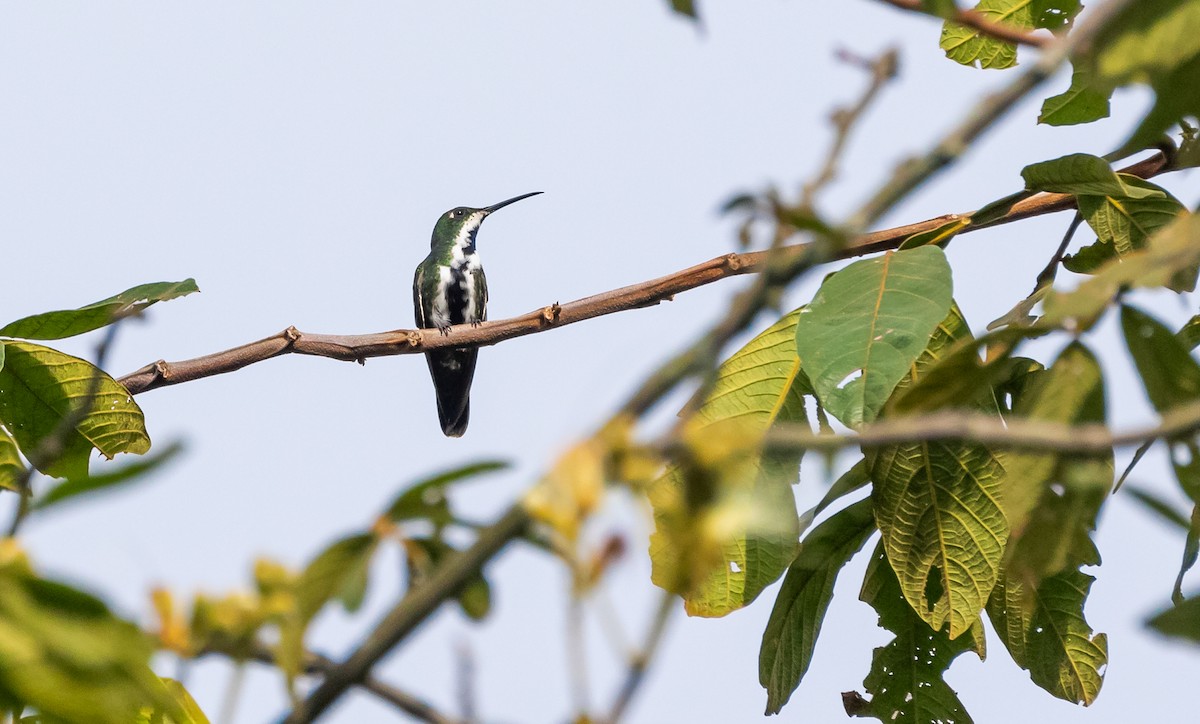 Black-throated Mango - ML376917781