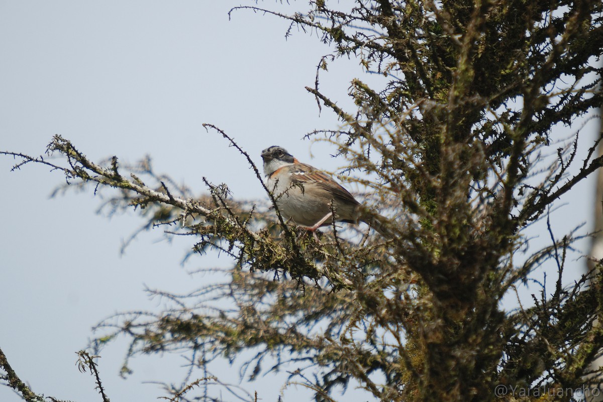 Rufous-collared Sparrow - ML376917891