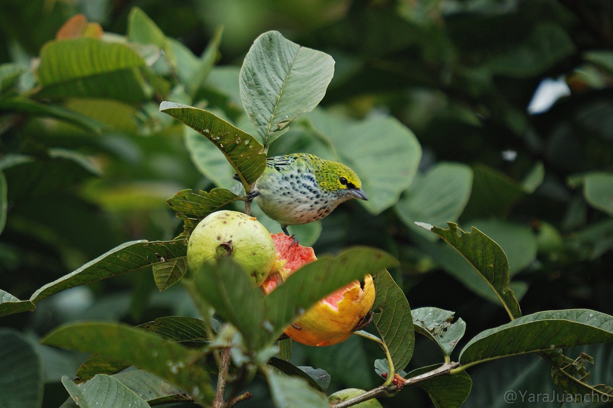 Speckled Tanager - ML376918231