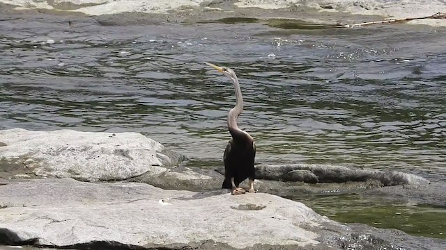 Anhinga Asiática - ML376918331