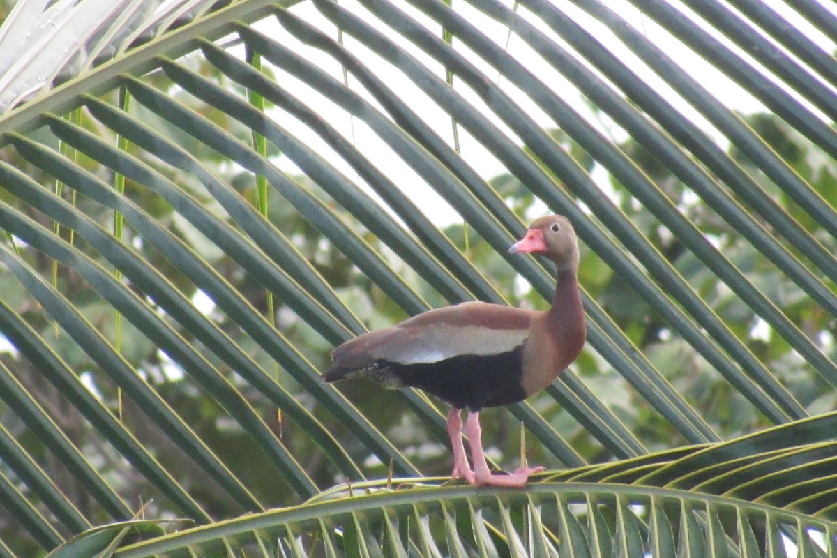 Black-bellied Whistling-Duck - ML376918711