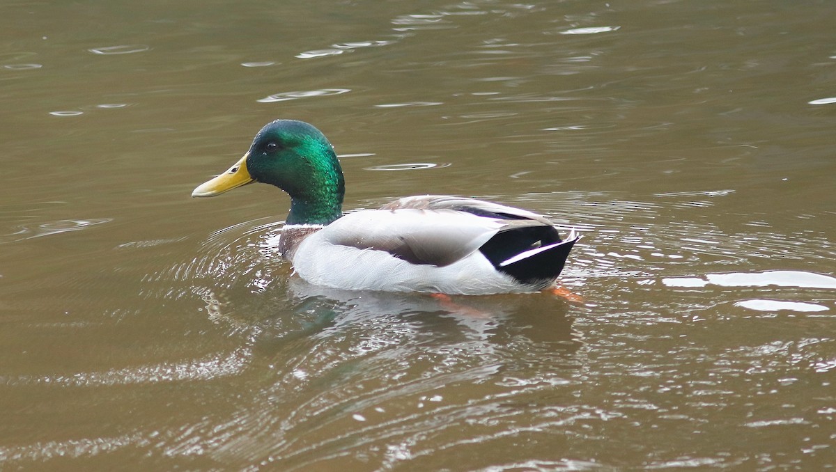 Зэрлэг нугас - ML376919201