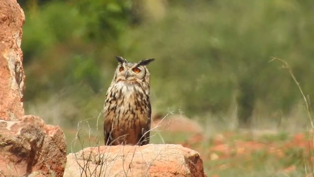 Rock Eagle-Owl - ML376919271