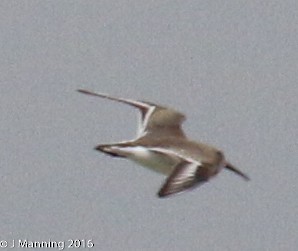 Dunlin - ML37692021