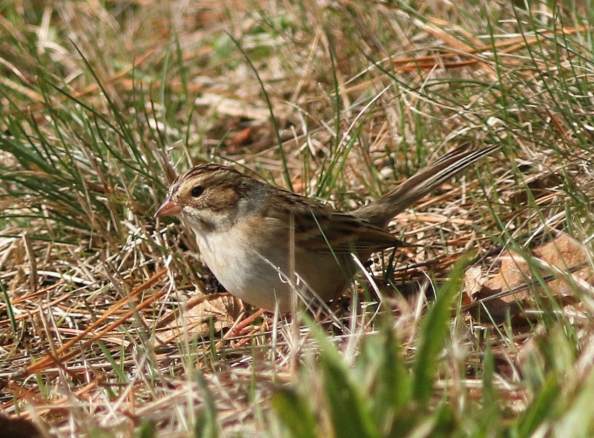Clay-colored Sparrow - ML376920281