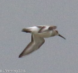 Dunlin - ML37692031