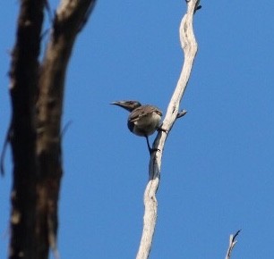 Noisy Friarbird - ML376920811