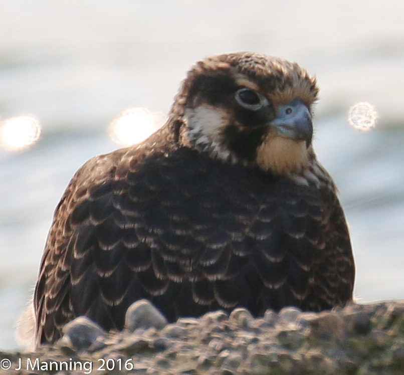 Peregrine Falcon - ML37692091