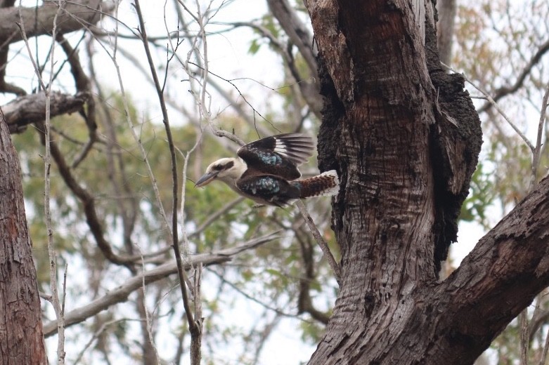 Laughing Kookaburra - Joseph Watson